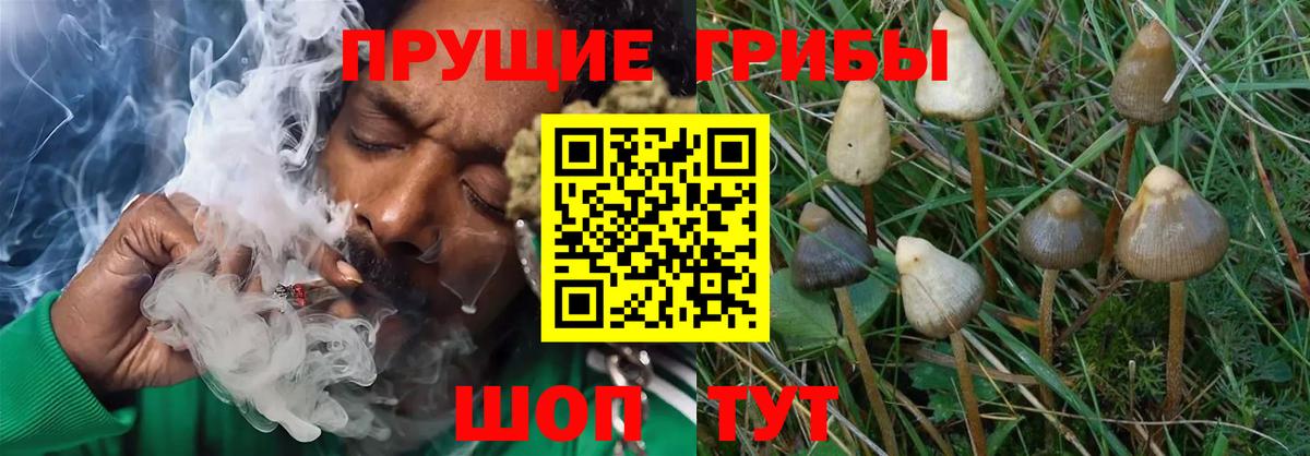 Можга  Галлюциногенные грибы ЛСД  Вход с VPN 